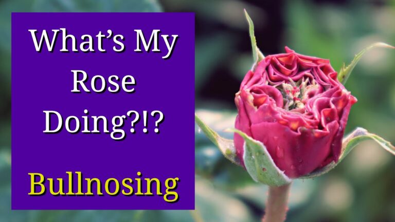 Understanding Bullnosing and Proliferation in Roses