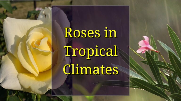 Growing Roses in Warmer Climates: Strategies for Success