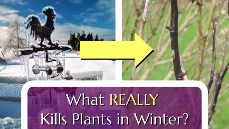 What Really Kills Plants in Winter? Exploring Hardiness Zones and Common Misconceptions