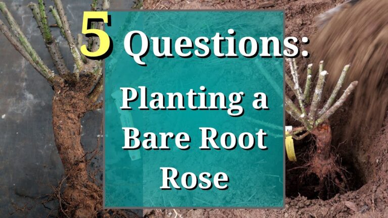 A Comprehensive Guide to Planting Bare-Root Roses