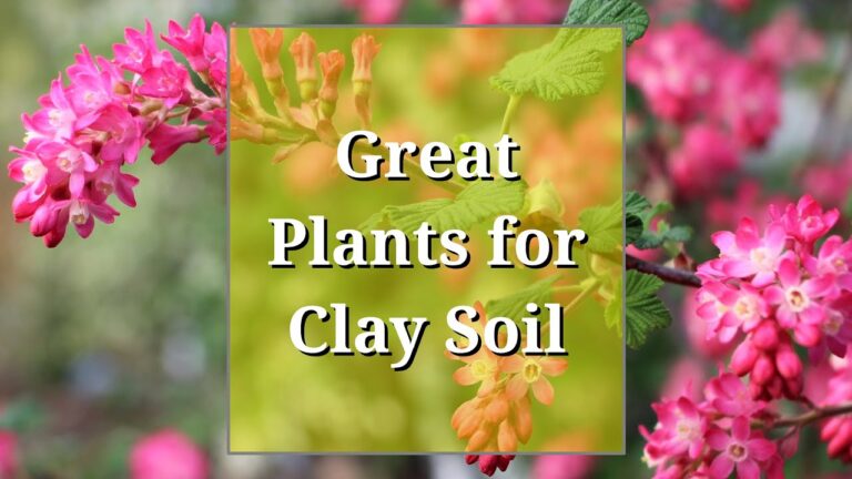 Growing Success in Heavy Clay Soil: Best Edibles and Ornamentals