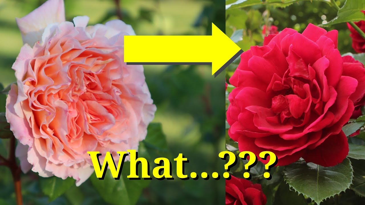 Why Do Roses Change Color? Exploring the Causes Behind This Fascinating ...