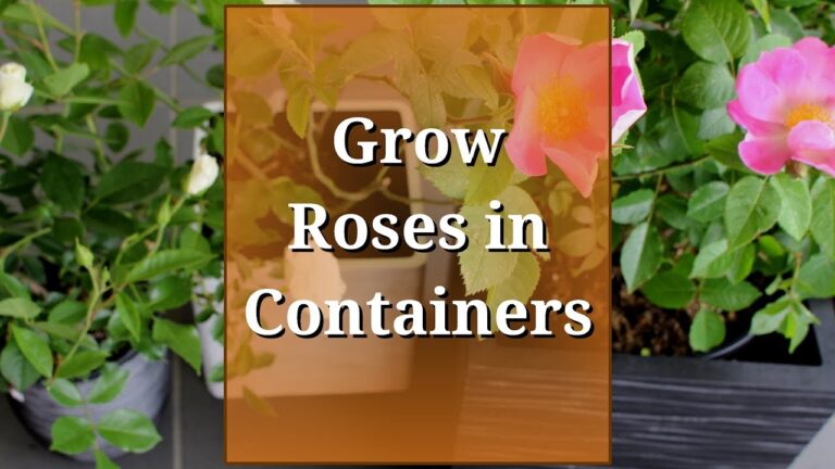 Growing Roses in Pots: A Practical Guide for Beautiful Container Gardening