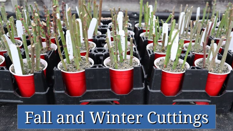 Mastering Winter Propagation: Tips and Techniques