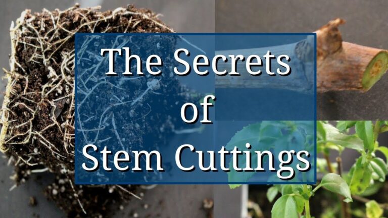 Secrets to Successful Stem Cuttings: A Guide for Propagation Enthusiasts