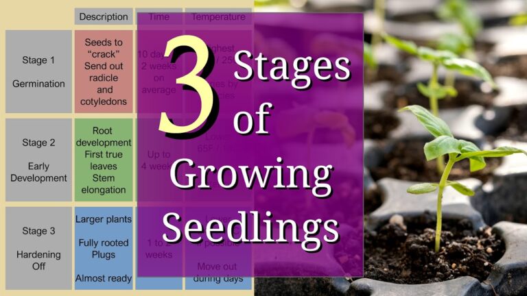 A Complete Guide to Indoor Seed Starting: The Three Stages of Seedling Growth