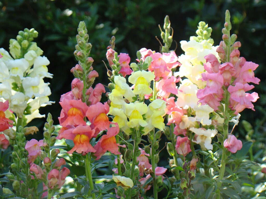 File Snapdragons