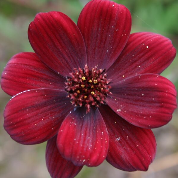 Cosmos atrosanguineus flower.jpg