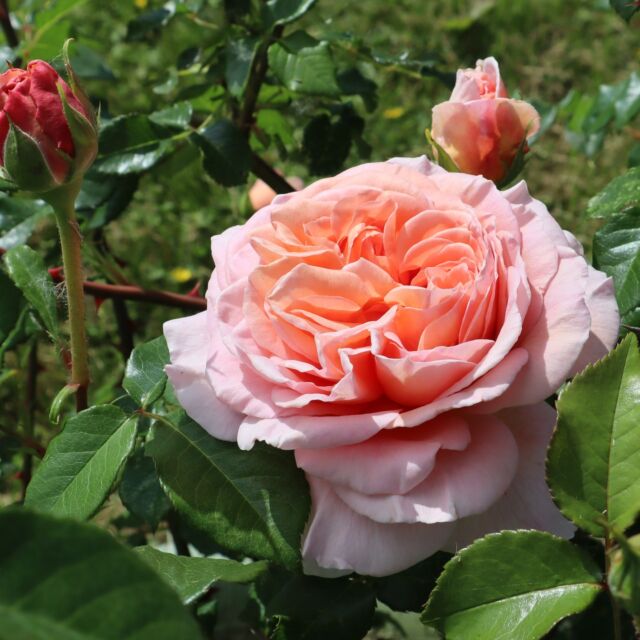 Seniorita Blush Roses - Farm Direct Delivery